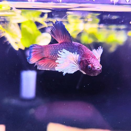 Neptune - Dumbo Male Betta