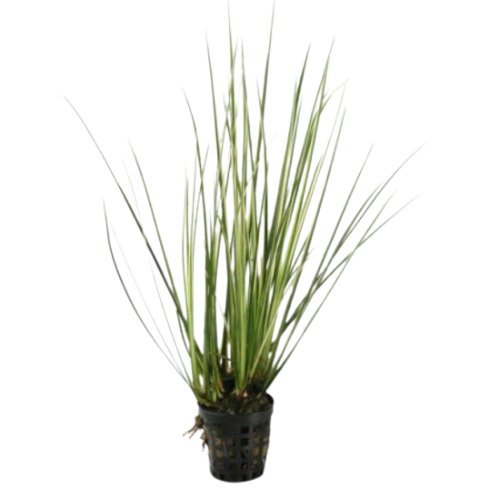 Acorus Variegatus 5cm Pot