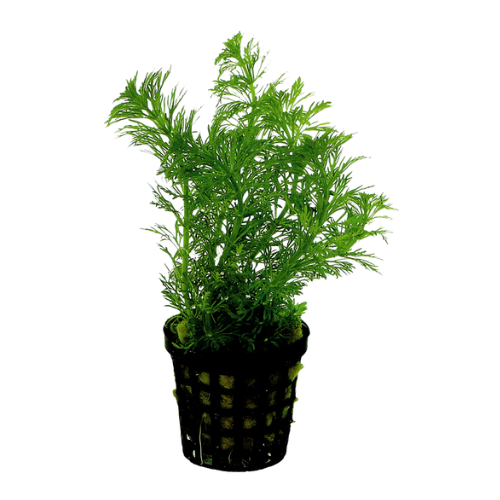 Limnophila Heterophylla 5cm pot