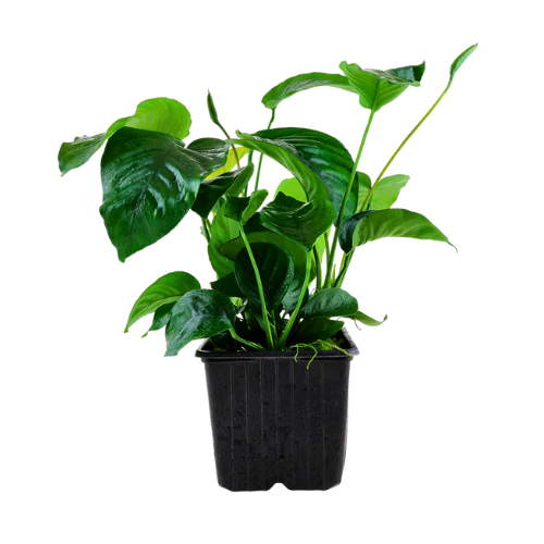 Anubias Heterophylla - Mother Plant