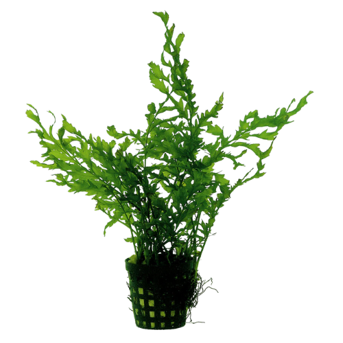 Bolbitis Heudelotii 5cm Pot