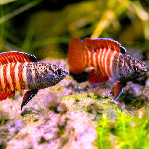 Black Tiger Badis (Dario)