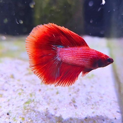Zeus - Male Betta