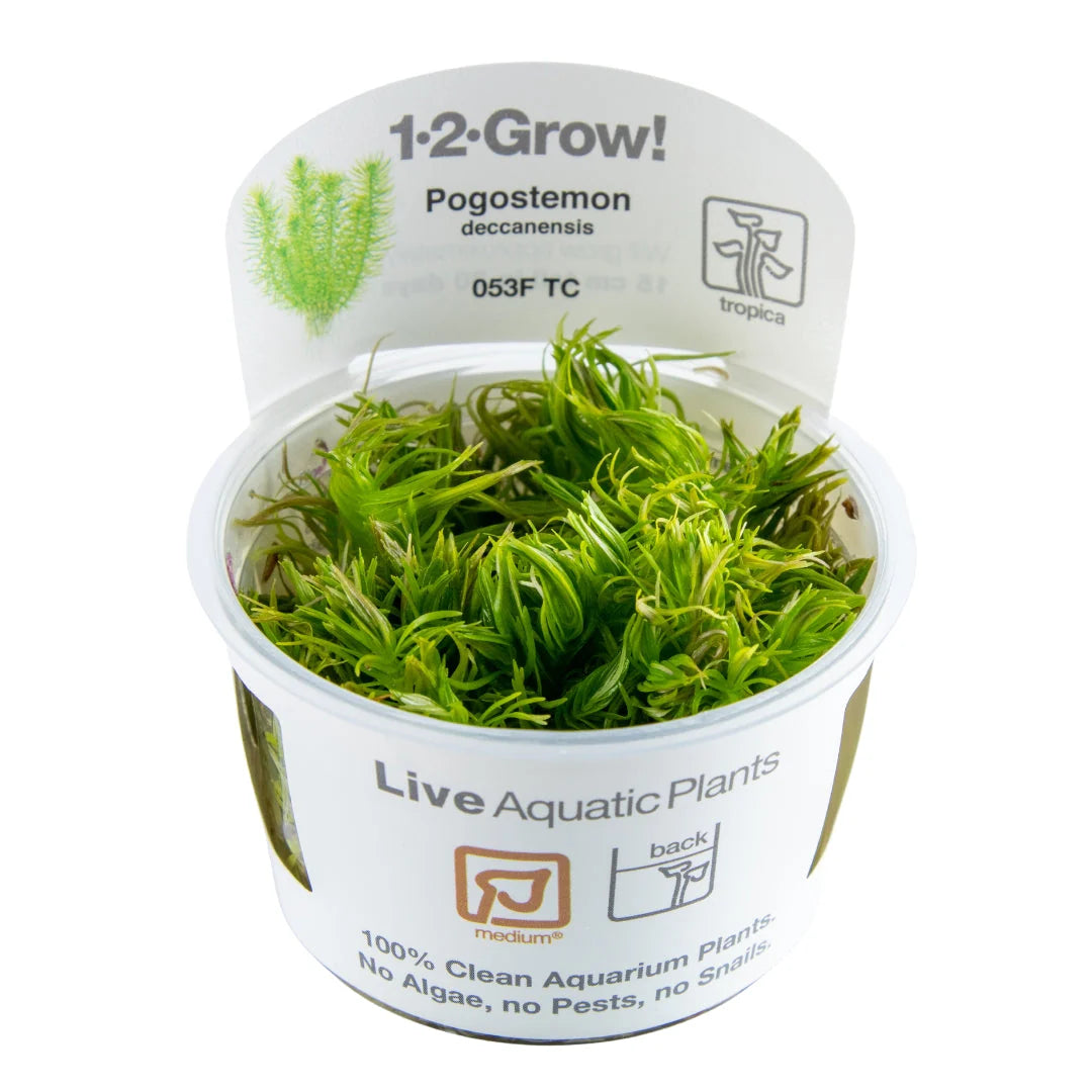 Pogostemon Deccanensis - Tropica 1-2 Grow