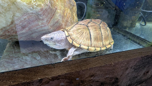 Razorback Musk Turtle XL
