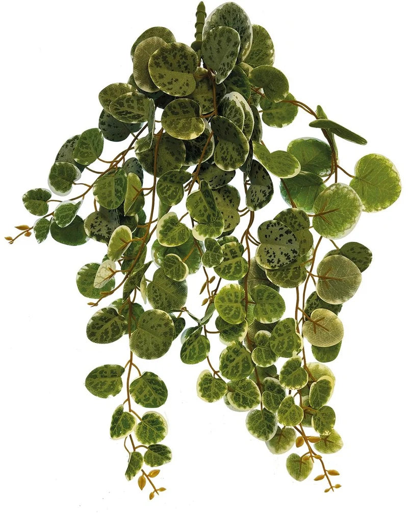 Repto Plant Hanging (Various Types)