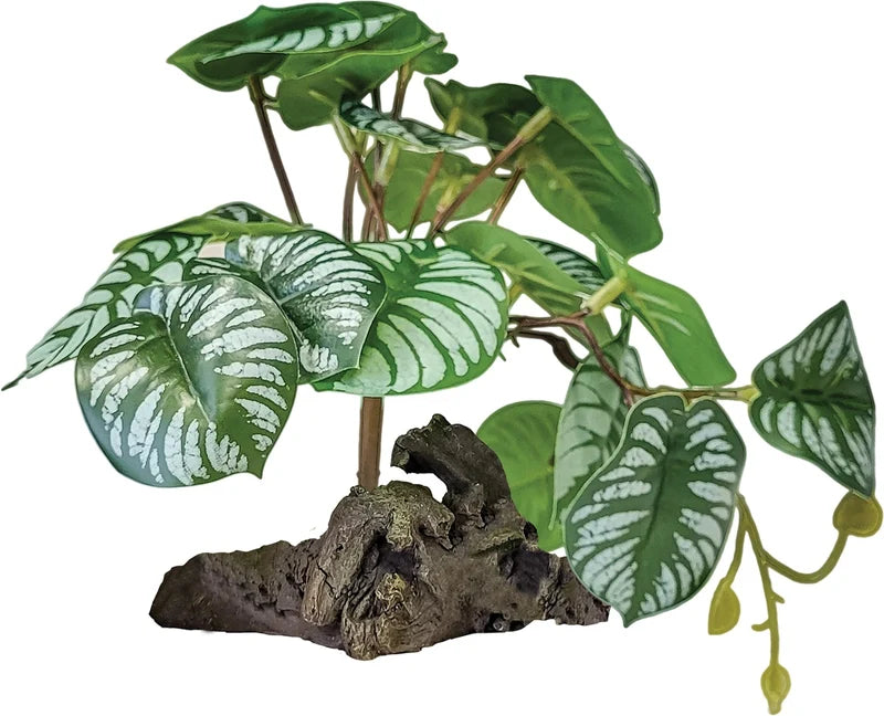 Repto Plant on Deco (Various Types)