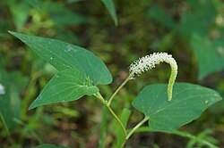 Saururus Cernuus - (Lizards Tail) 1ltr