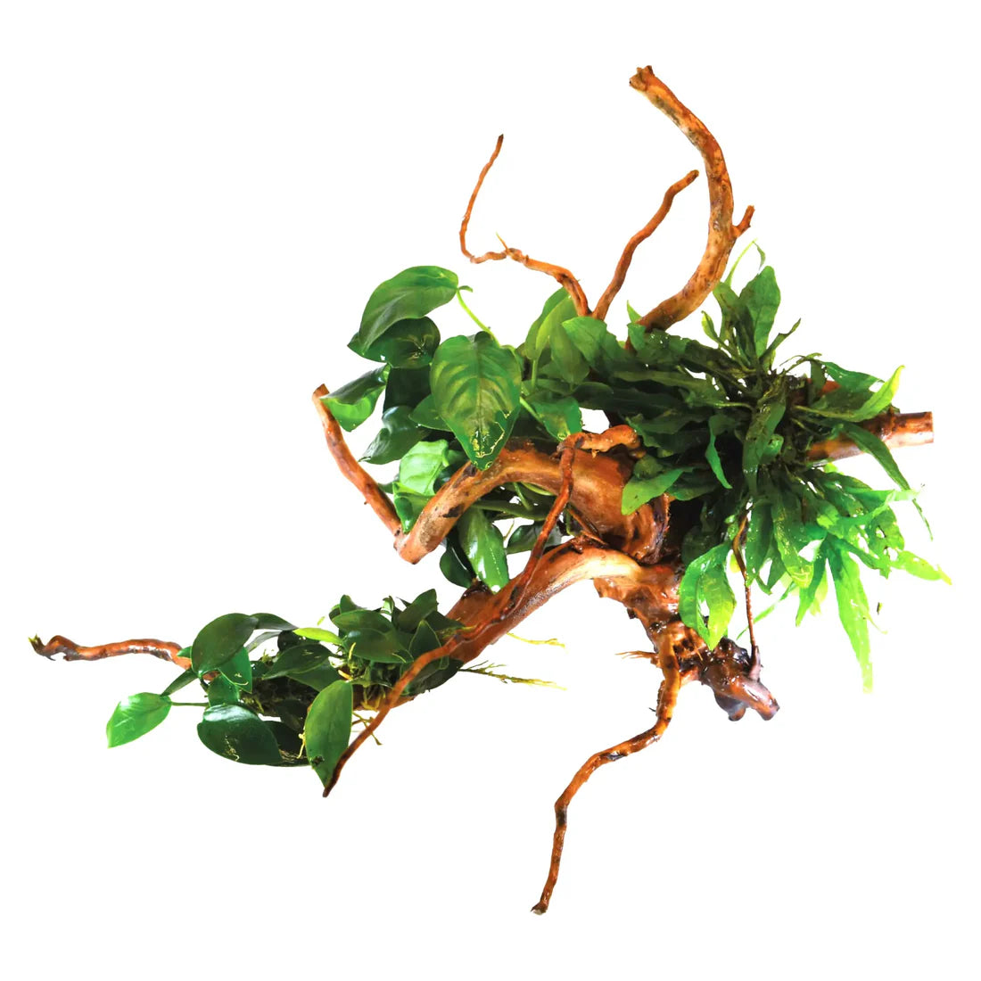 Spider Wood Size S With Plants