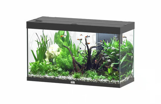 Splendid 100 Aquarium Black (TANK ONLY)