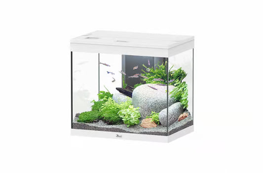 Splendid 60 Aquarium White (TANK ONLY)