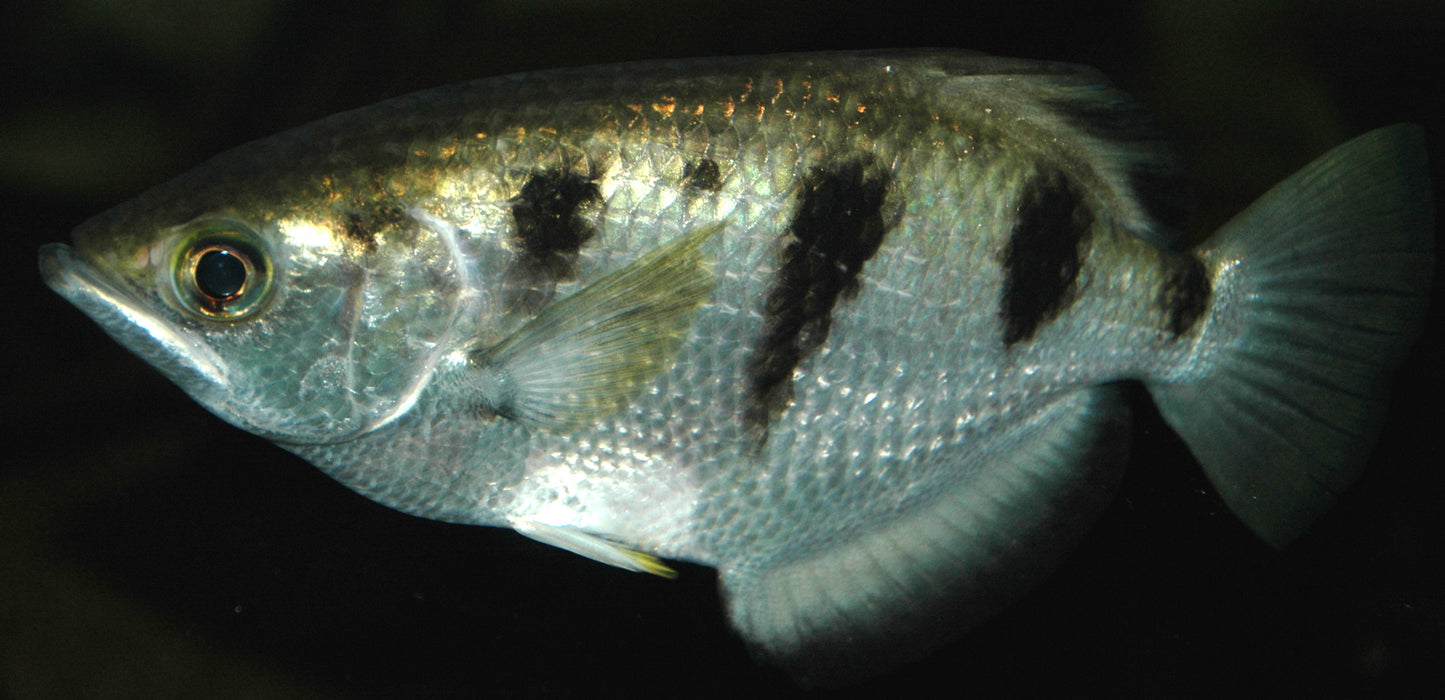 Banded Archerfish 5cm