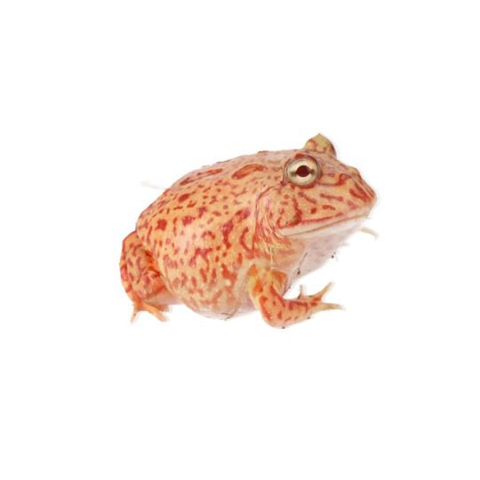 Coral Blazed Horned Frog
