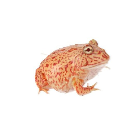 Coral Blazed Horned Frog