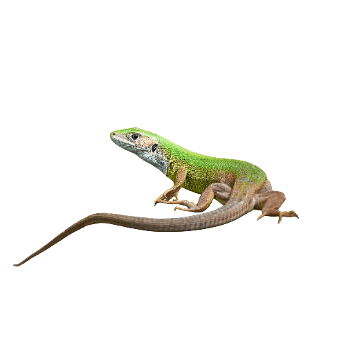 Western European Green Lizard
