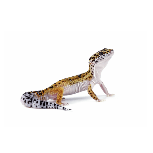 Leopard Gecko
