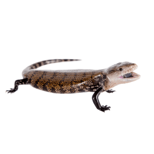 Northern Blue-Tongued Skink