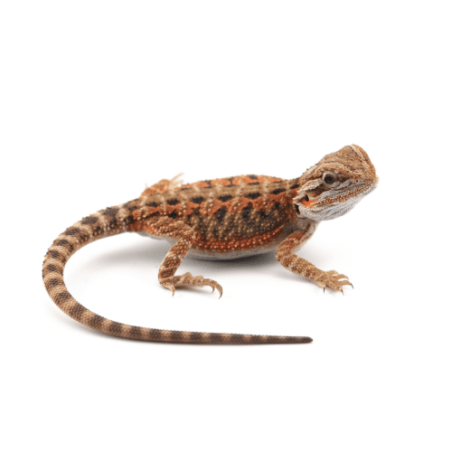 Red Bearded Dragon