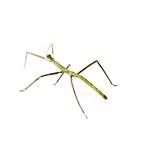 Vietnamese Walking Stick Inspect
