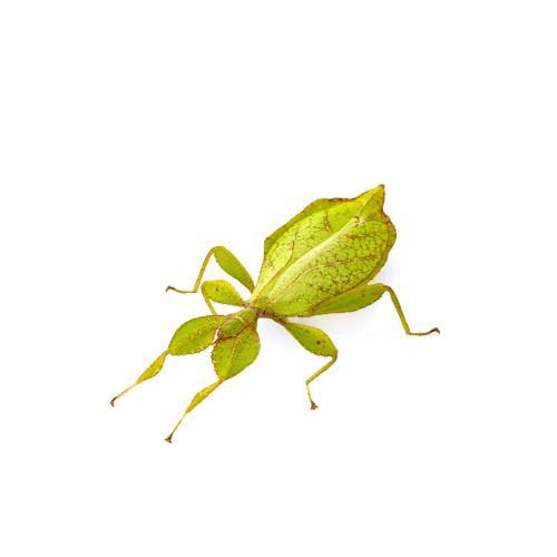 Philippine Leaf Insect
