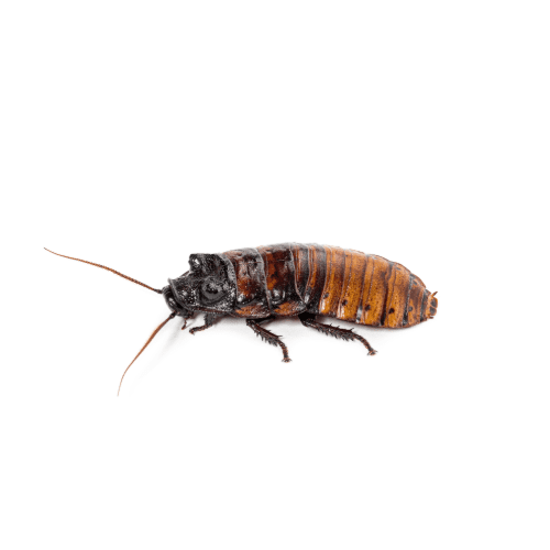 Hissing Cockroach