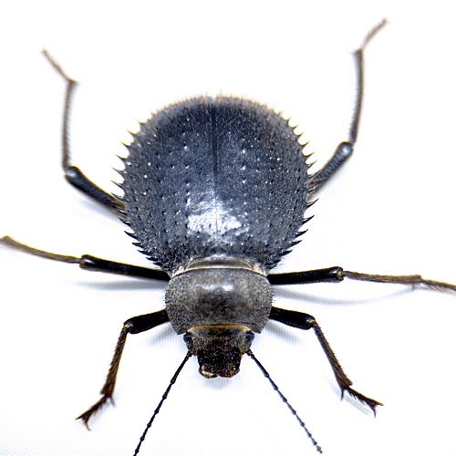 Radiant Sun Beetle
