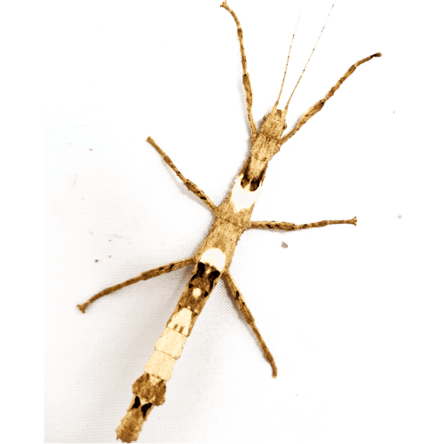 Thai Beauty Stick Insect