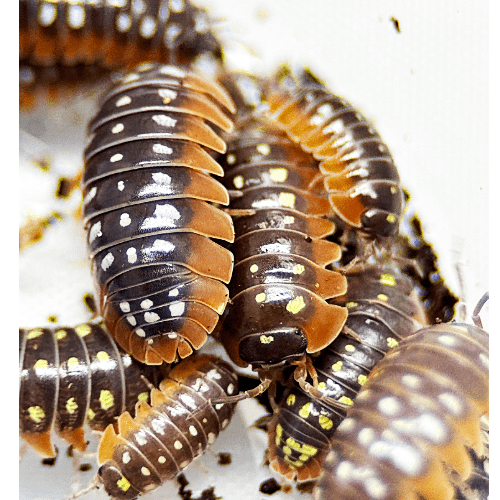 Clown Isopods (Pack of 10)