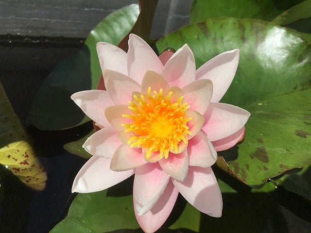 Nymphaea - (Water Lily) - Marliacea Carnea 3 ltr