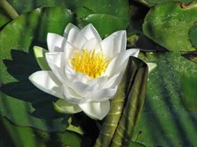 Nymphaea - (Water Lily) - Gladstoniana 3 ltr