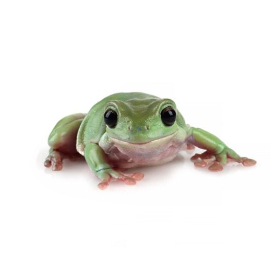 Whites Treefrog