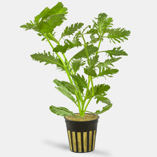 Hygrophila Difformis "Wisteria" 5cm Pot