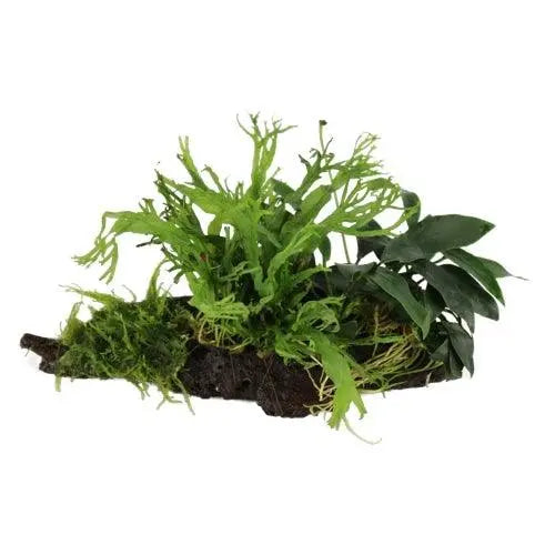 Wood Anubias - Microsorum Moss S