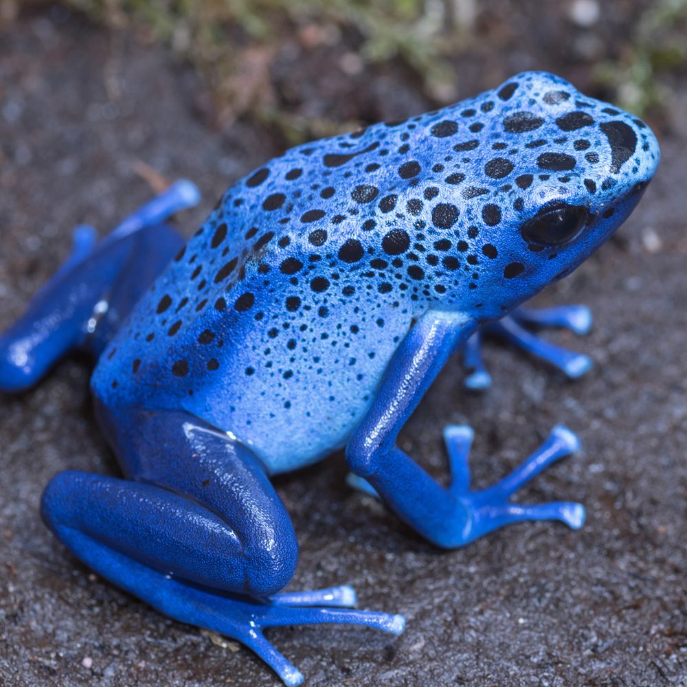 Blue Poison Arrow Frog “AZUREUS”