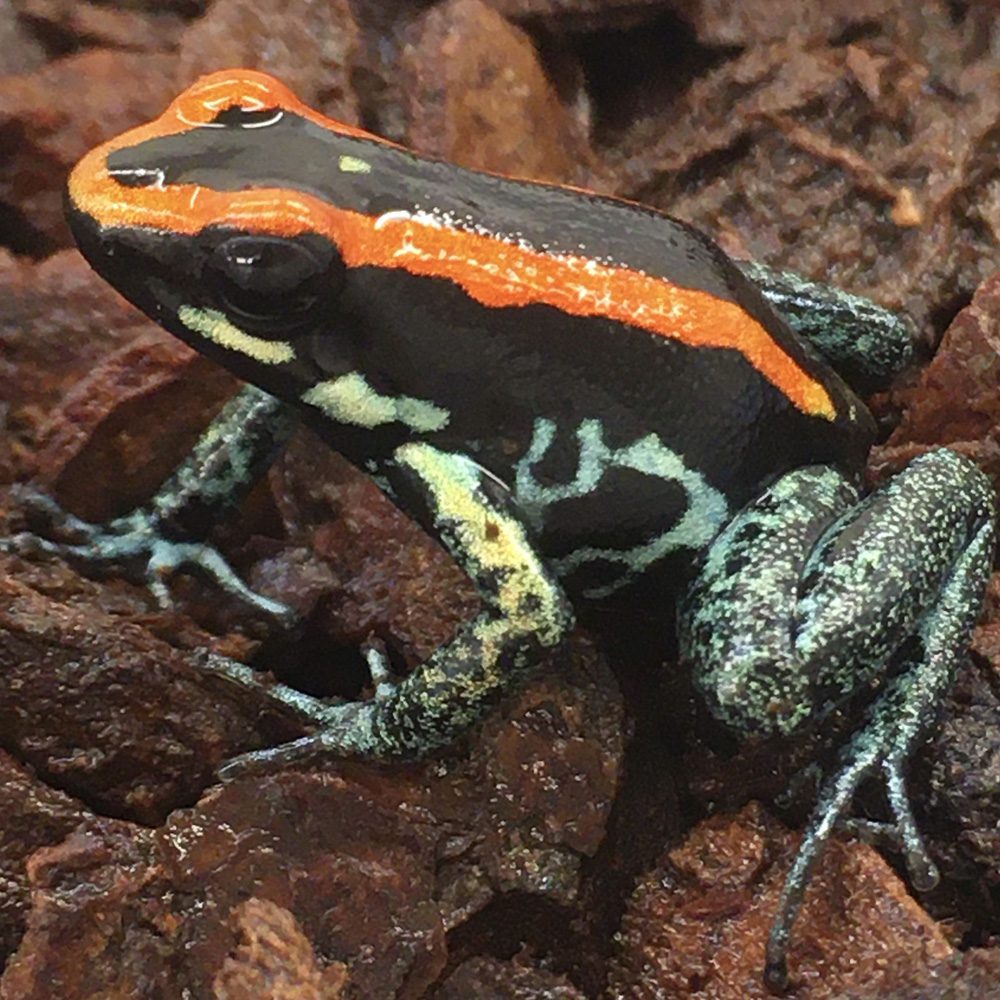 Golfodulcean Poison Arrow Frog
