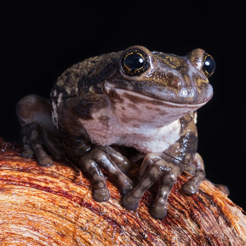 Red Spotted Milk Frog