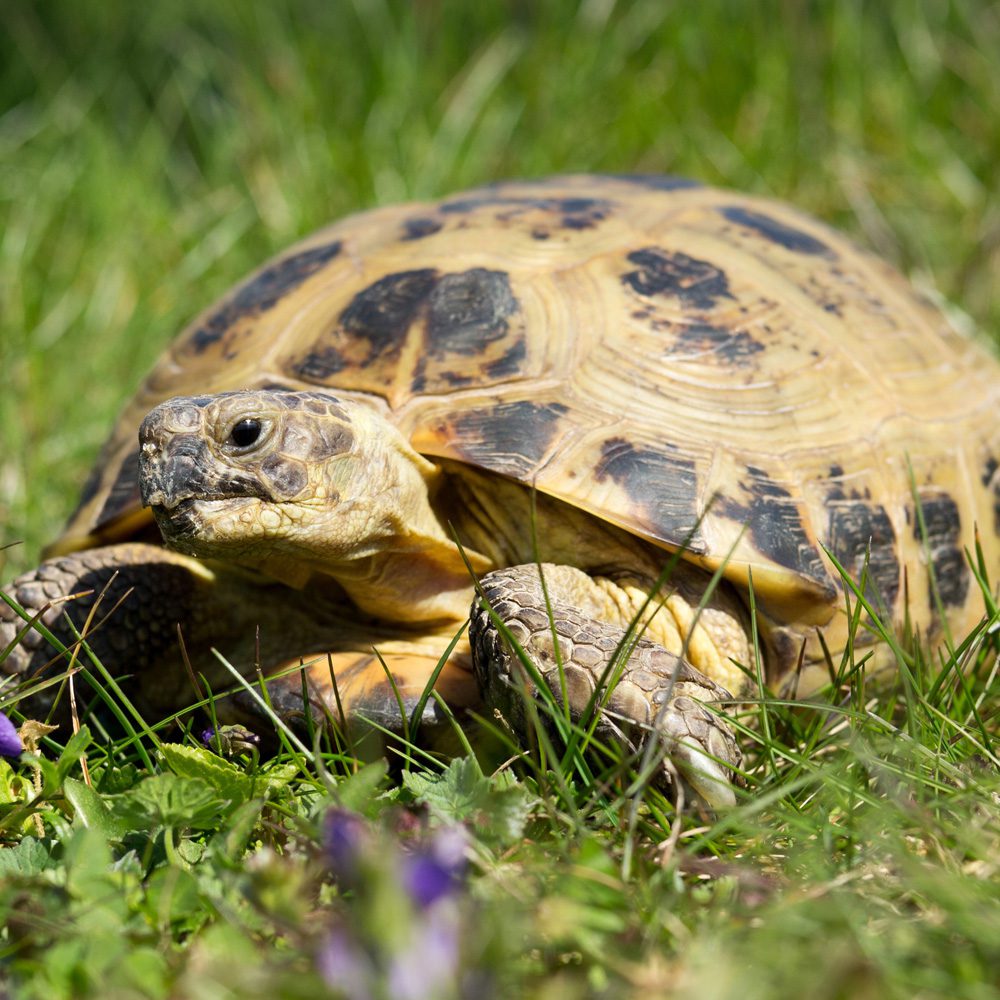 Horsefield Tortoise