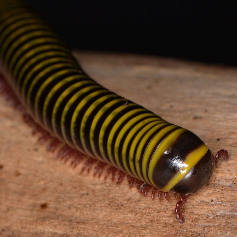 Bumblebee Millipede