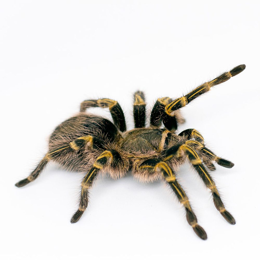 Chaco Gold Knee Tarantula