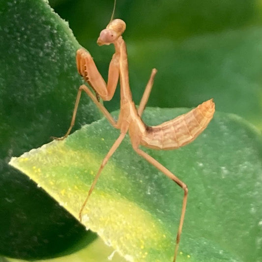 Timor Shield Mantis