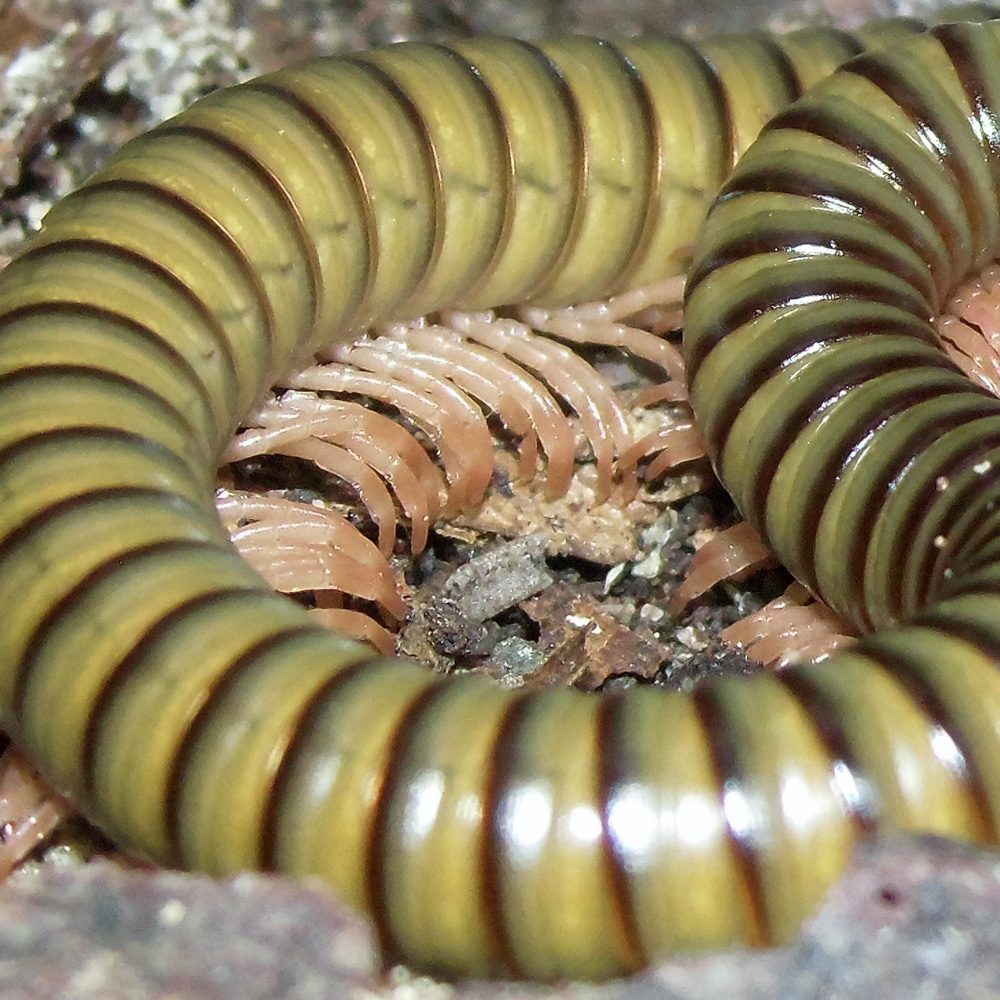 African Green Millipede