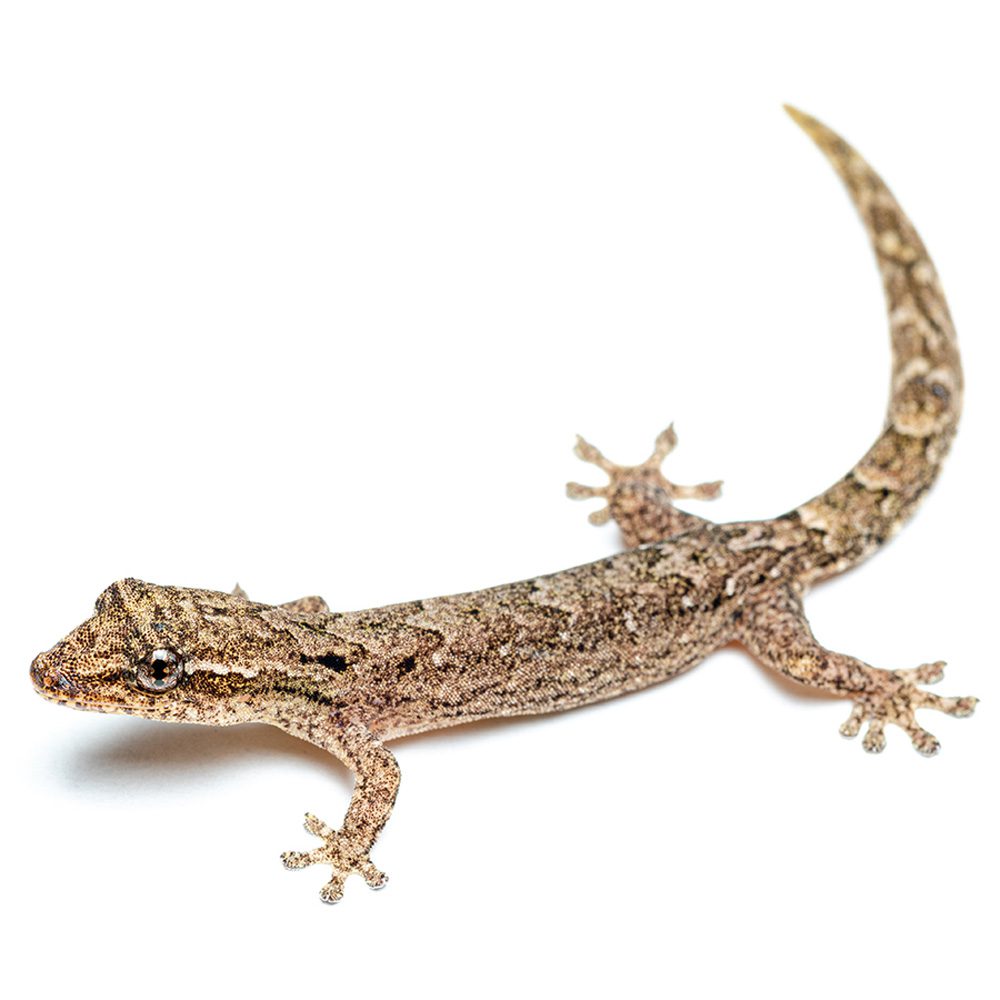 Mourning Gecko