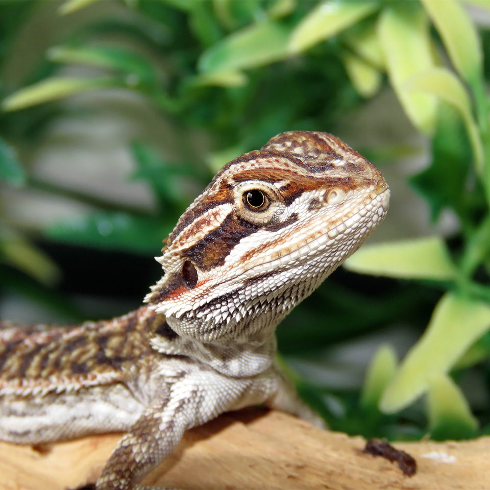 Bearded Dragon