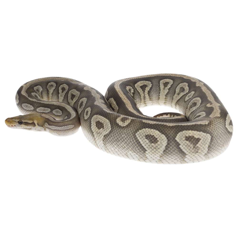 Royal Python