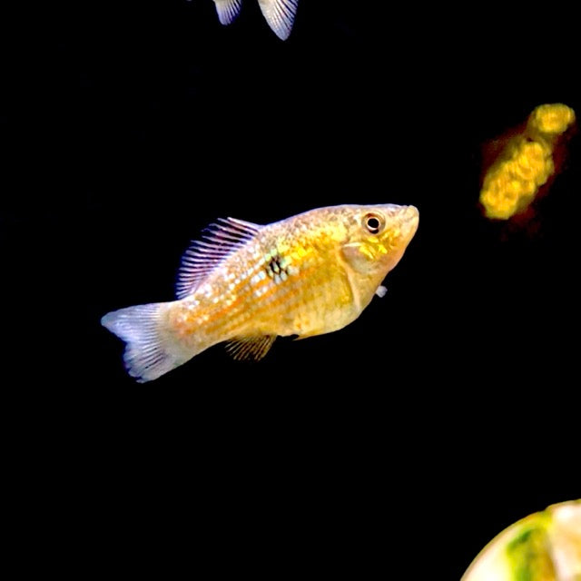 American Flagfish