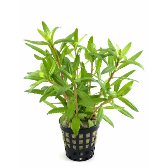 Proserpinaca Palustris 5cm pot