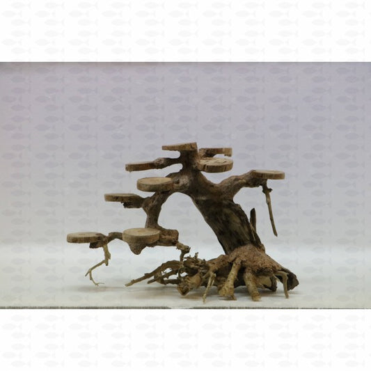 Aquatrees - Cedar (S)