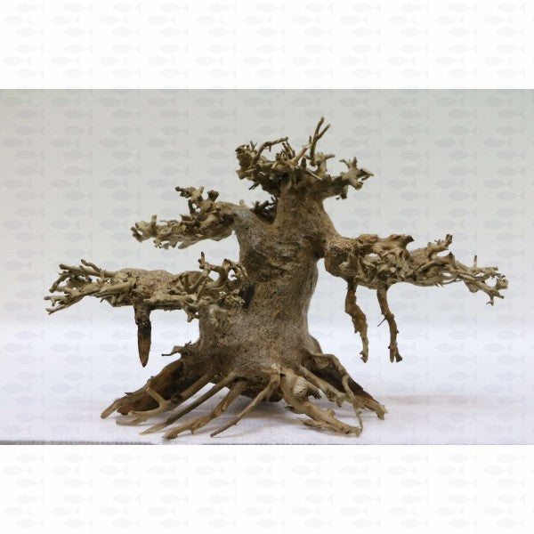 Aquatrees - Sycamore (M)