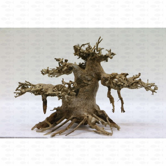 Aquatrees - Sycamore (M)