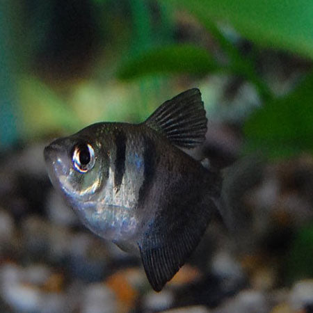 Black Skirt (Widow) Tetra